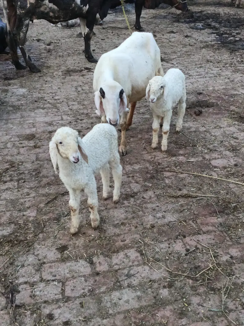 mundri sheep for sale in Lahore — photo 3
