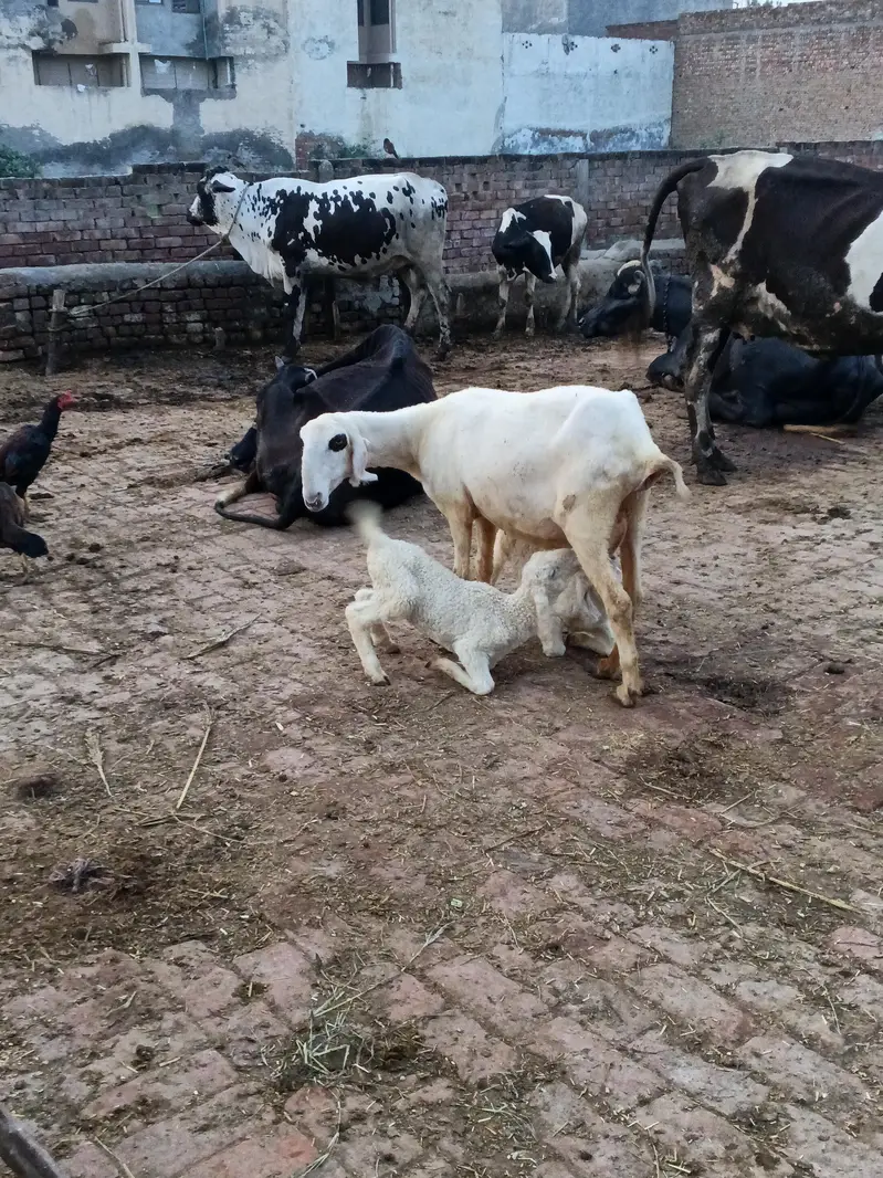 mundri sheep for sale in Lahore — photo 4