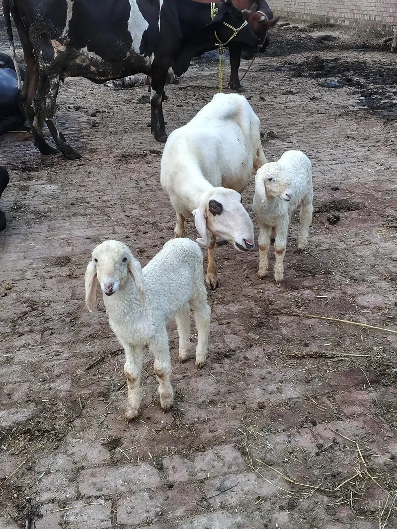 mundri sheep for sale in Lahore — photo 5