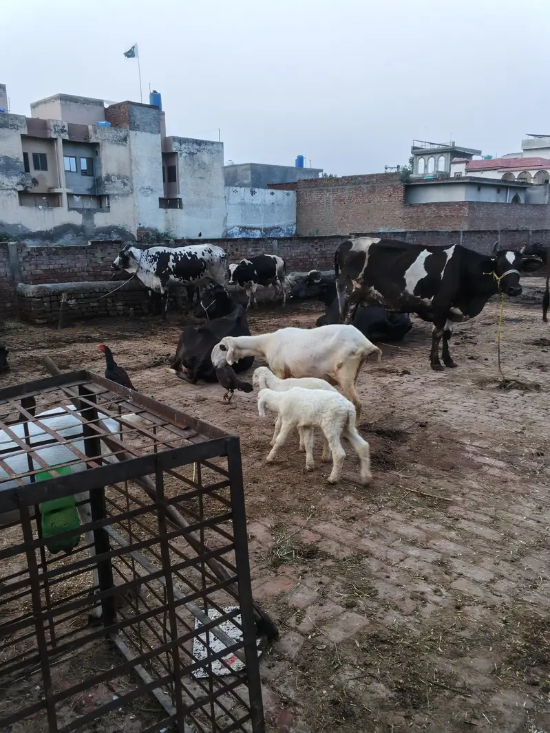 mundri sheep for sale in Lahore — photo 6