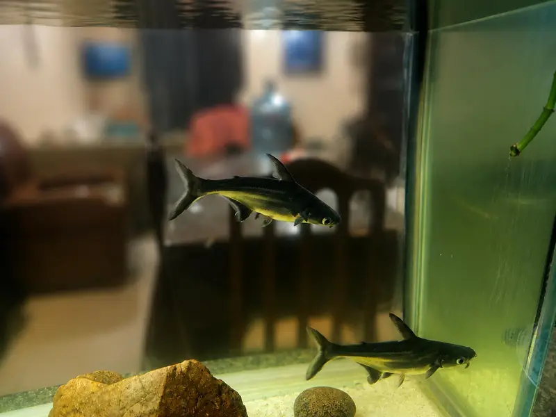 4 Blue Line Shark  — photo 2
