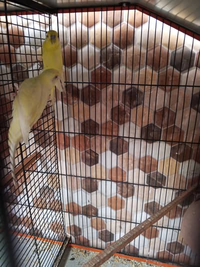 Ready to breeding pair budgie red eye and black eyes 2 pair hai