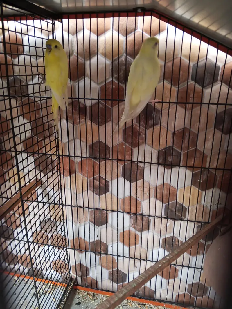 Ready to breeding pair budgie red eye and black eyes 2 pair hai — photo 3