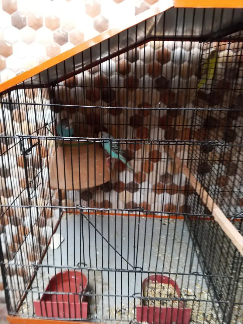 Ready to breeding pair budgie red eye and black eyes 2 pair hai — photo 4