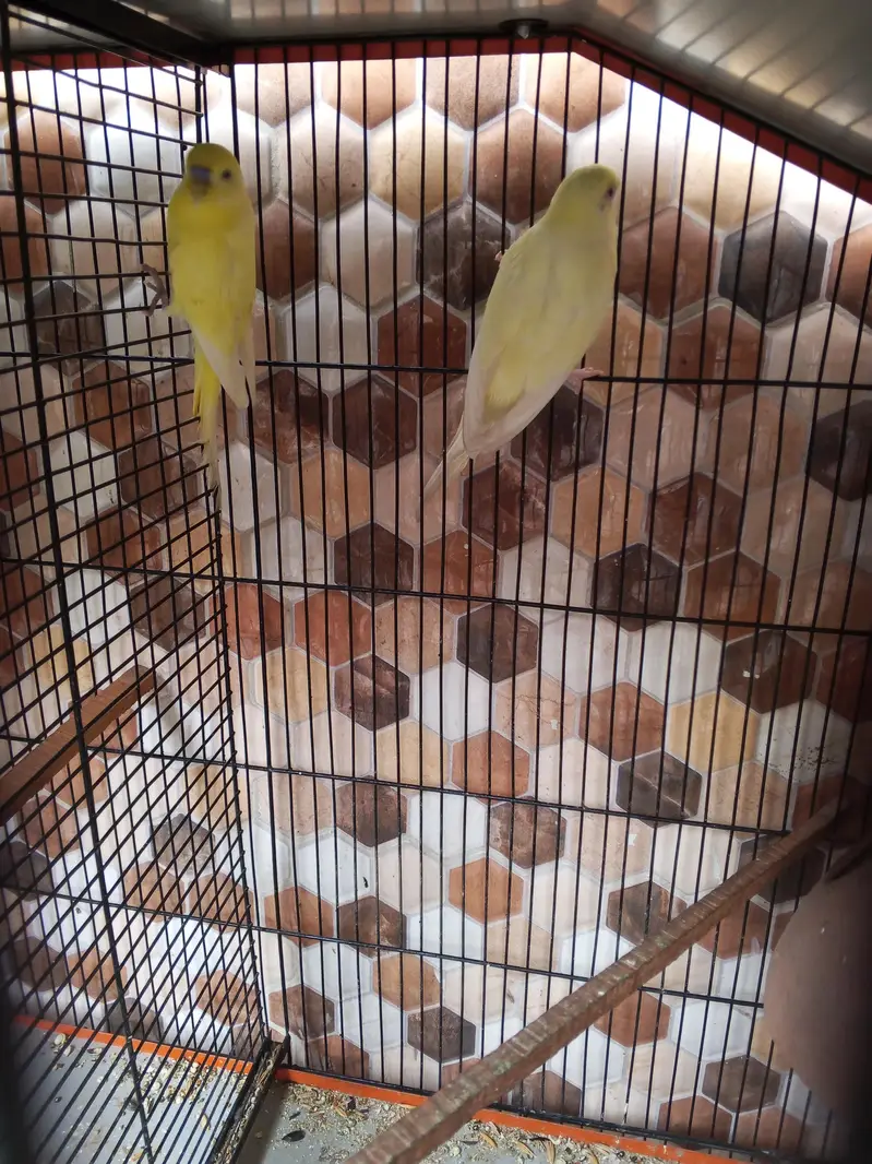 Ready to breeding pair budgie red eye and black eyes 2 pair hai — photo 5