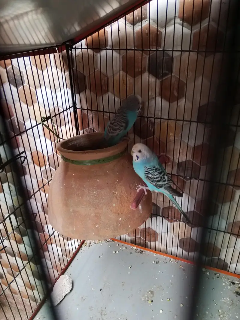 Ready to breeding pair budgie red eye and black eyes 2 pair hai — photo 6