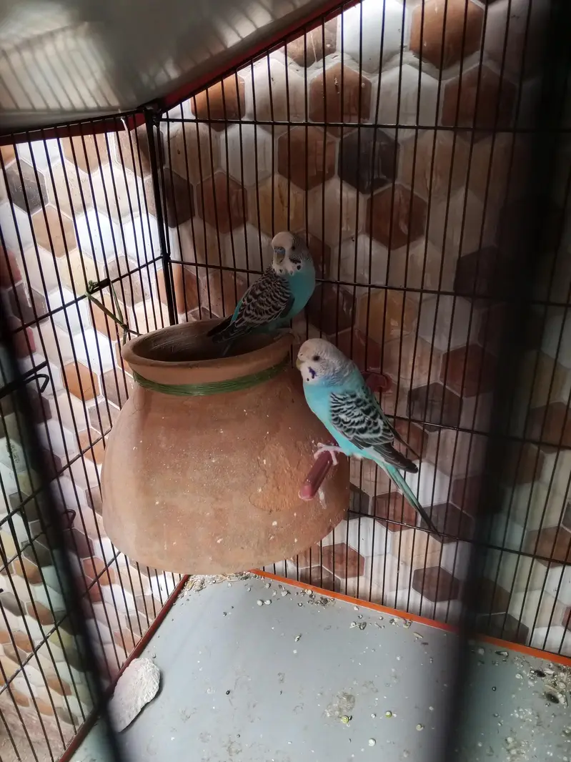 Ready to breeding pair budgie red eye and black eyes 2 pair hai — photo 7