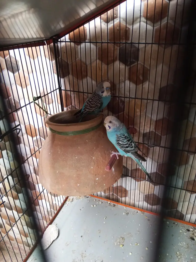 Ready to breeding pair budgie red eye and black eyes 2 pair hai — photo 8