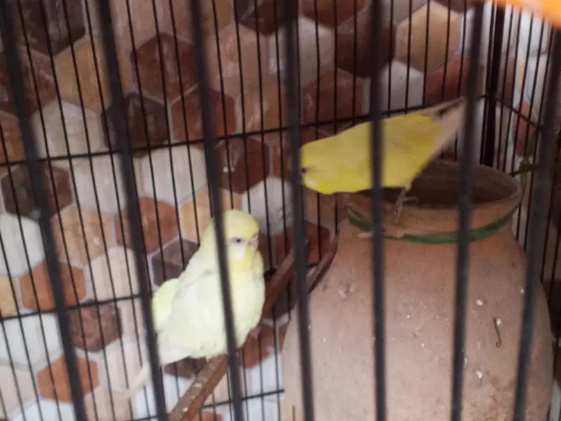 Ready to breeding pair budgie red eye and black eyes 2 pair hai — photo 9