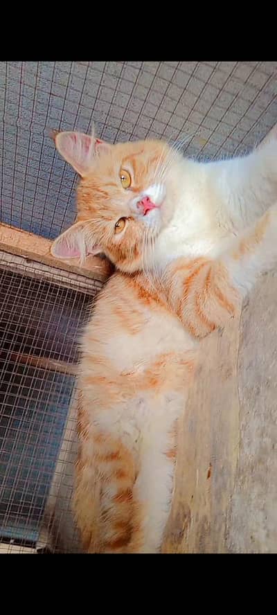 Active kittens and cats home breed hai (03266522535) urgent sale!