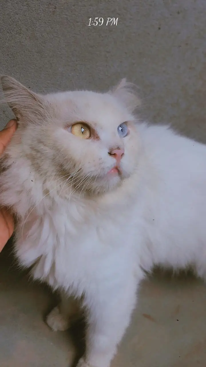 Active kittens and cats home breed hai (03266522535) urgent sale! — photo 3