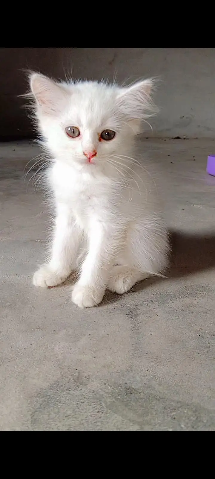 Active kittens and cats home breed hai (03266522535) urgent sale! — photo 4