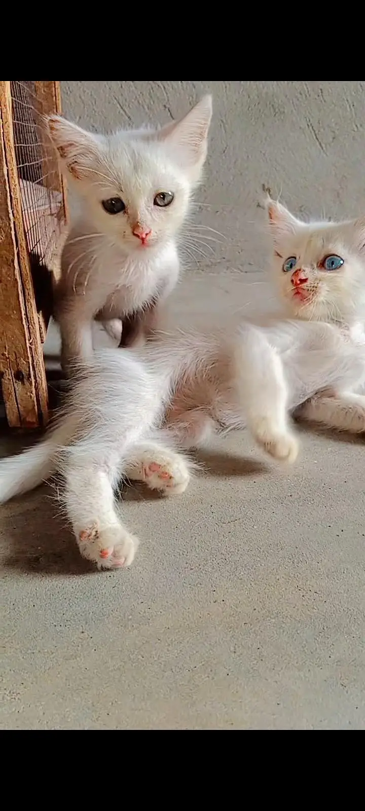 Active kittens and cats home breed hai (03266522535) urgent sale! — photo 5