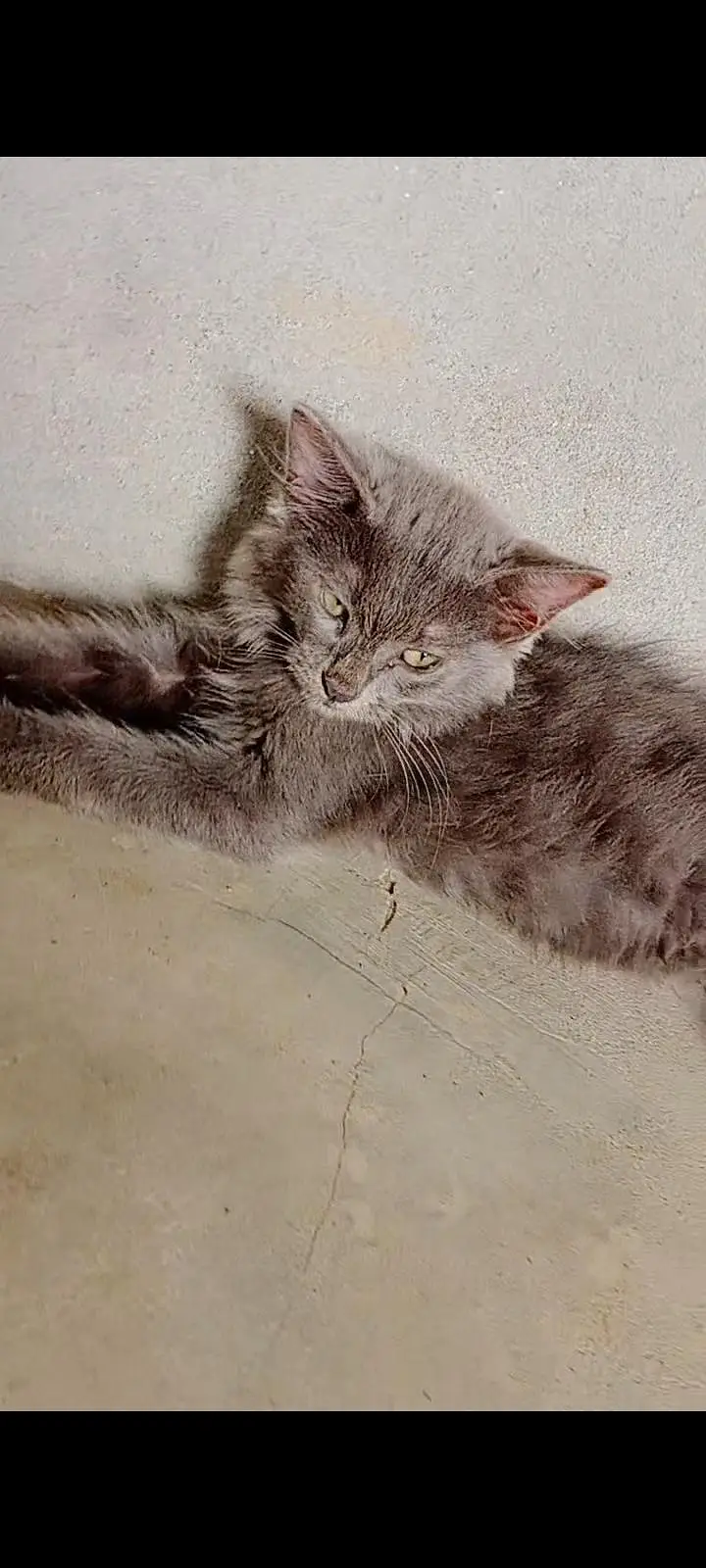 Active kittens and cats home breed hai (03266522535) urgent sale! — photo 6