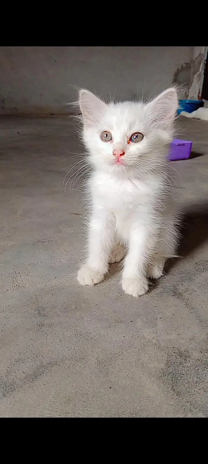 Active kittens and cats home breed hai (03266522535) urgent sale! — photo 7