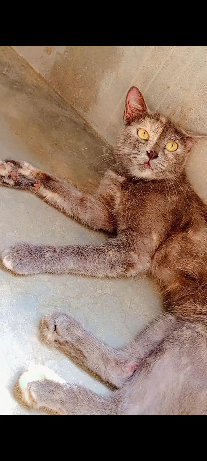 Active kittens and cats home breed hai (03266522535) urgent sale! — photo 8