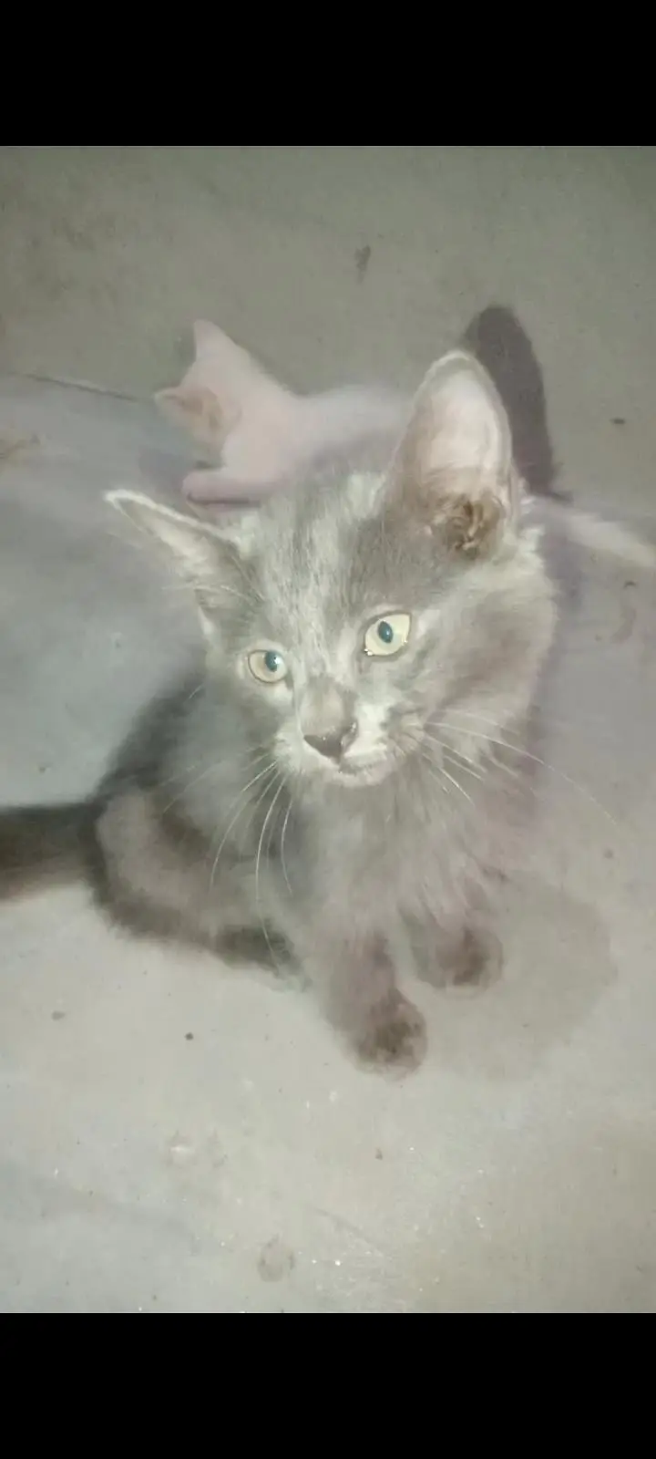Active kittens and cats home breed hai (03266522535) urgent sale! — photo 9