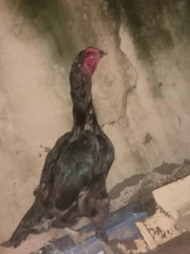 thai ring bird 1