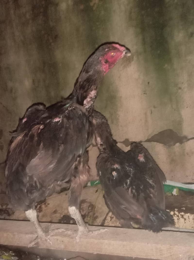 thai ring bird 2