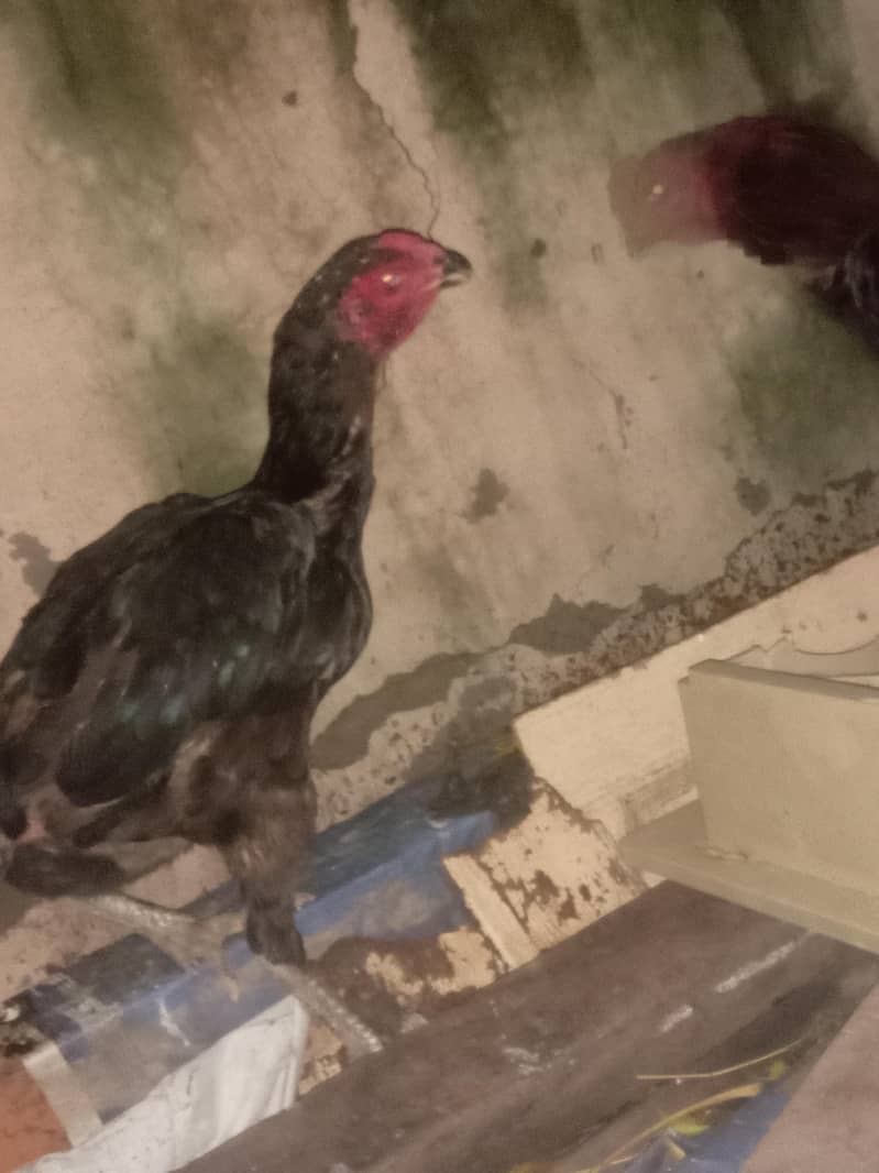 thai ring bird 7
