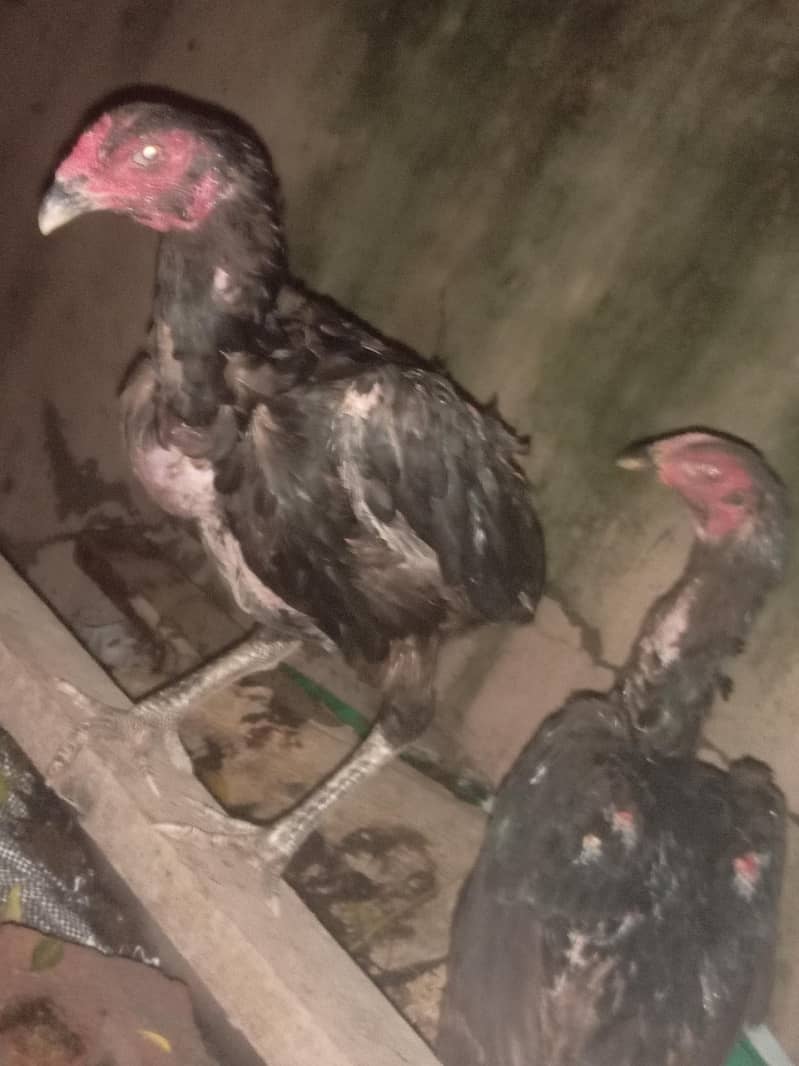 thai ring bird 8
