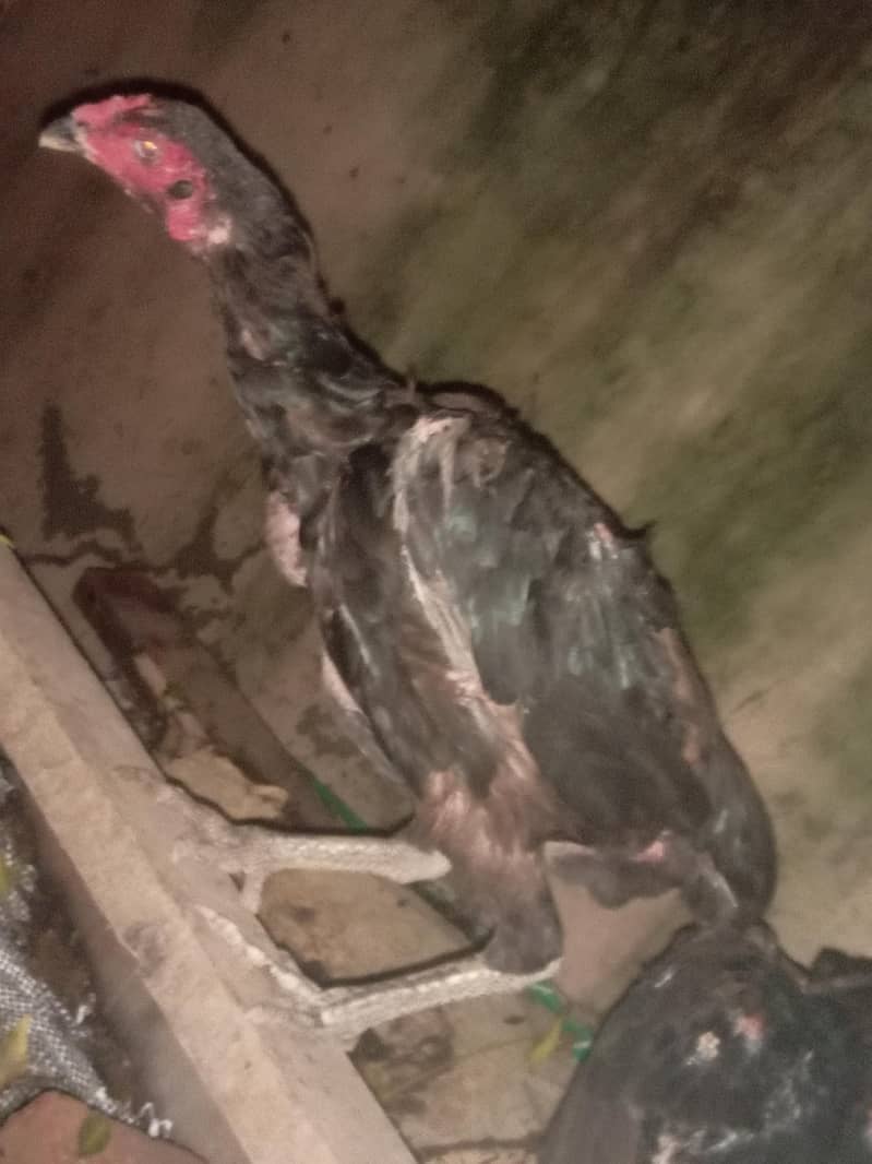 thai ring bird 9