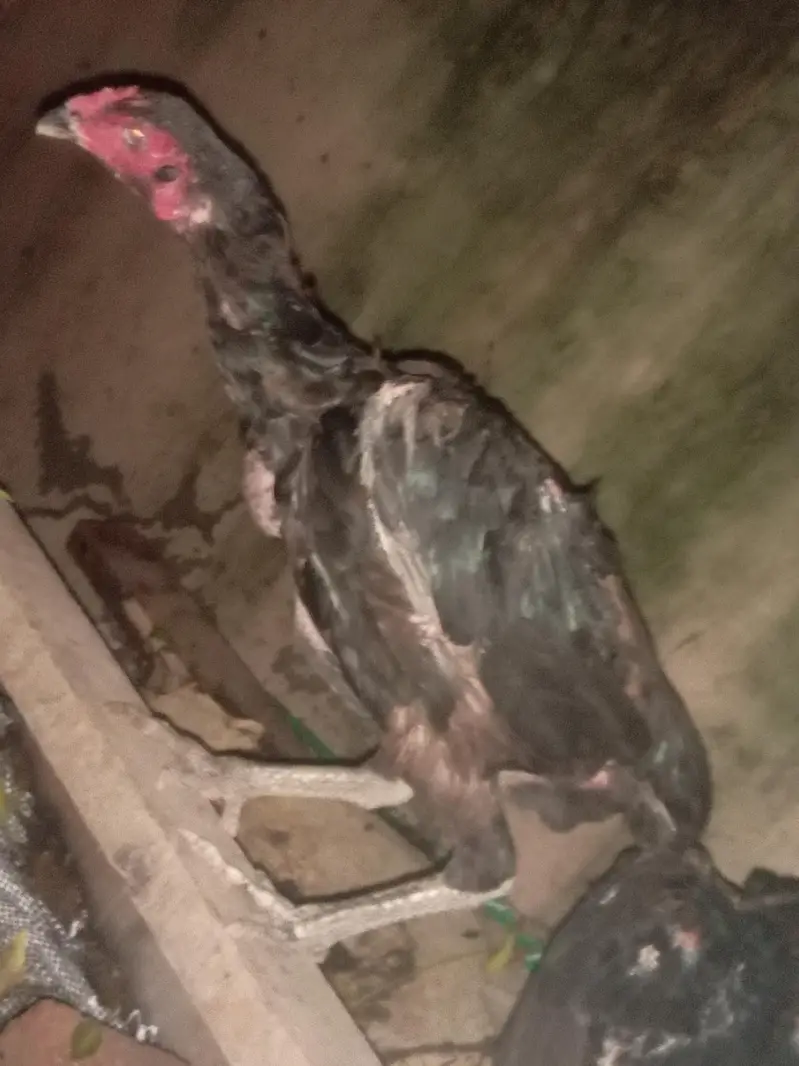 thai ring bird — photo 10
