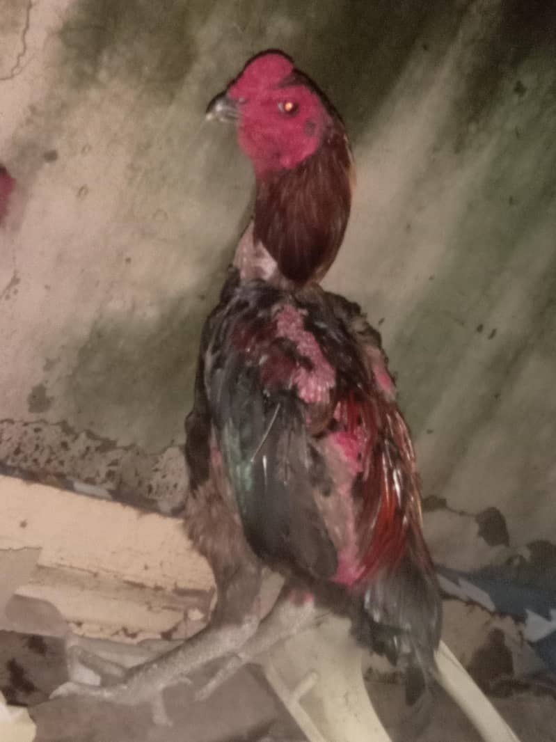 thai ring bird 10