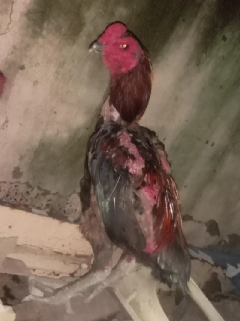 thai ring bird — photo 11