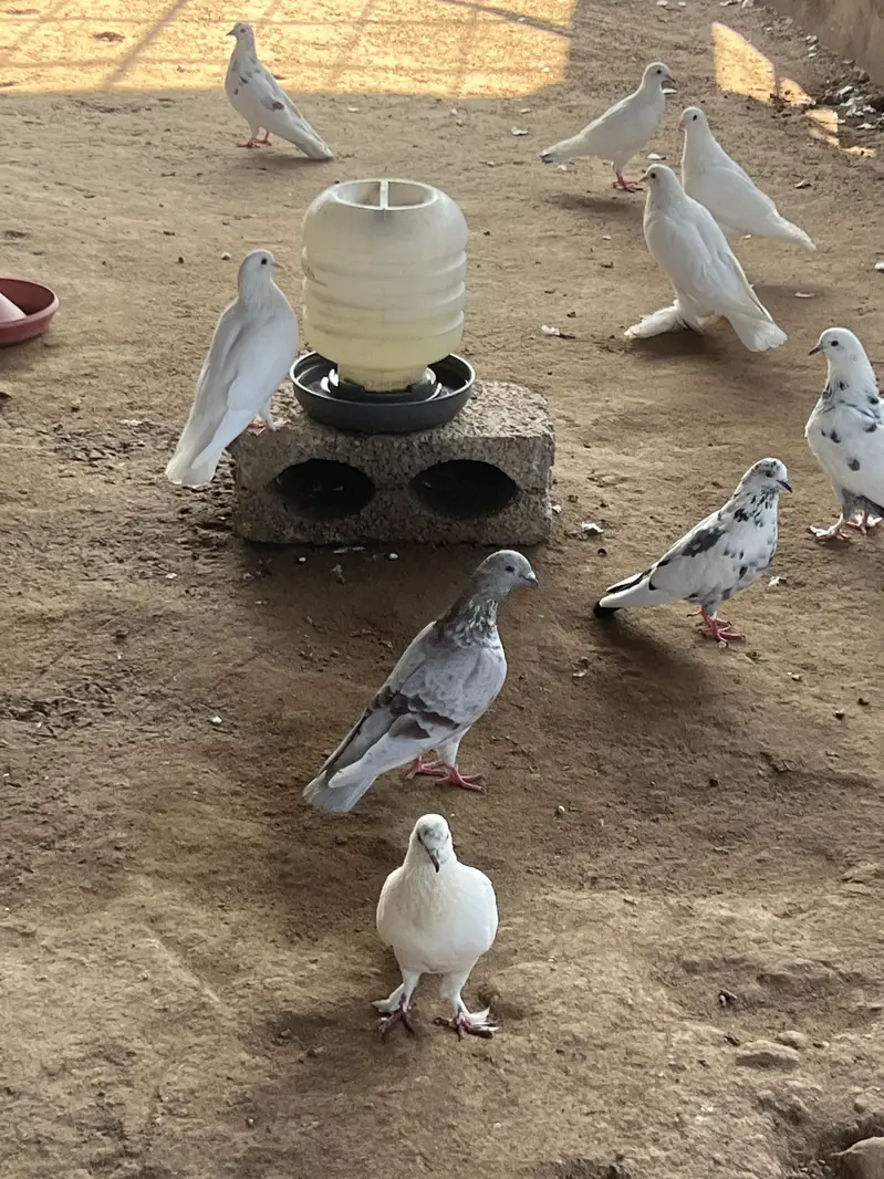 Gubbara kabutar — photo 3