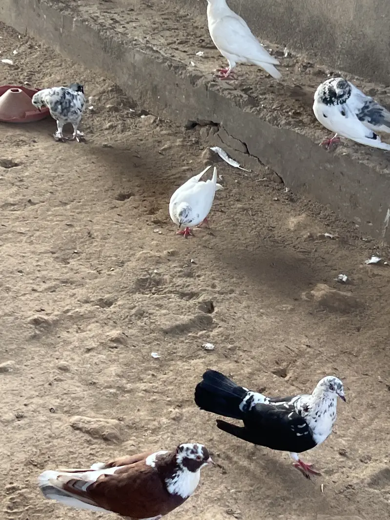 Gubbara kabutar — photo 5