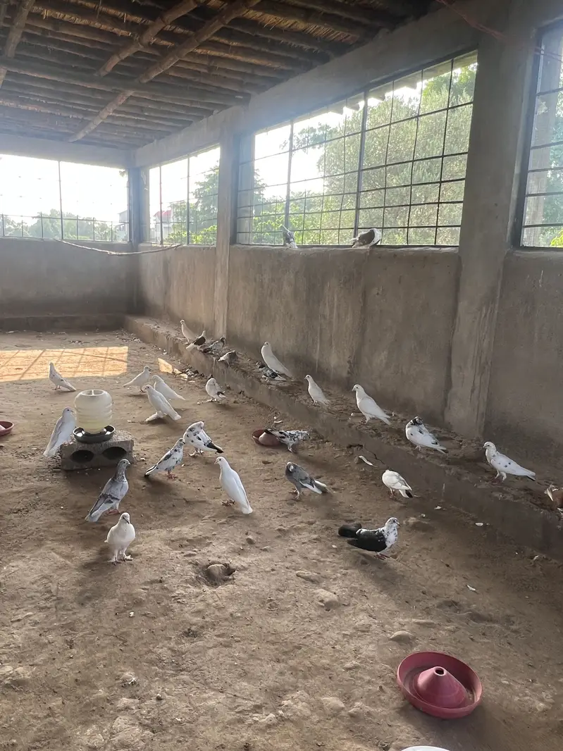 Gubbara kabutar — photo 6