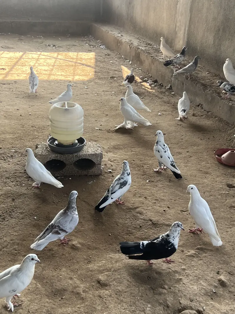 Gubbara kabutar — photo 7