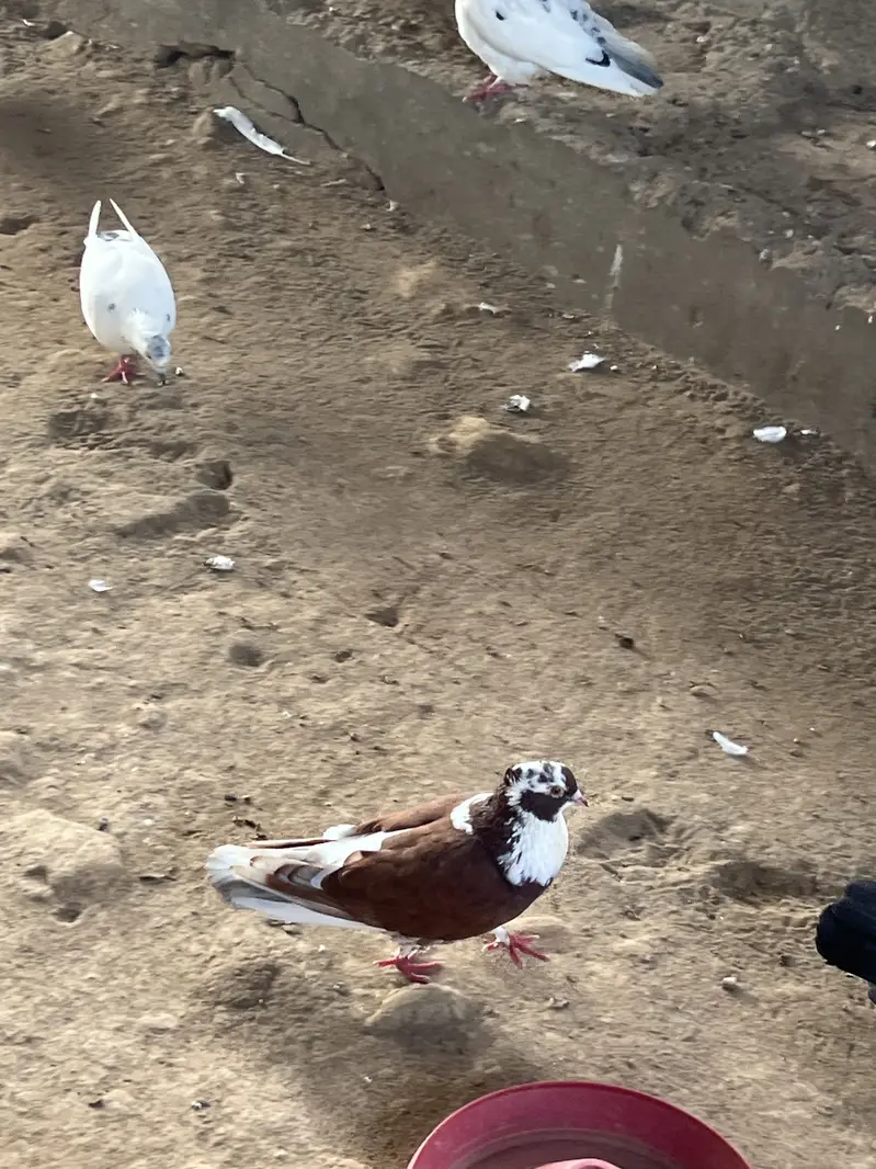 Gubbara kabutar — photo 8