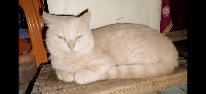 Persian male cat