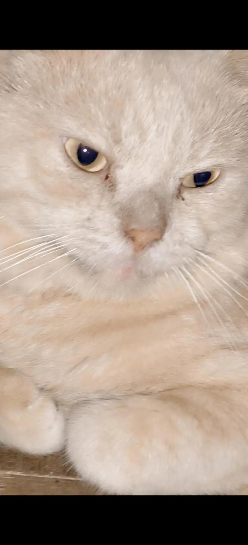 Persian male cat — photo 2