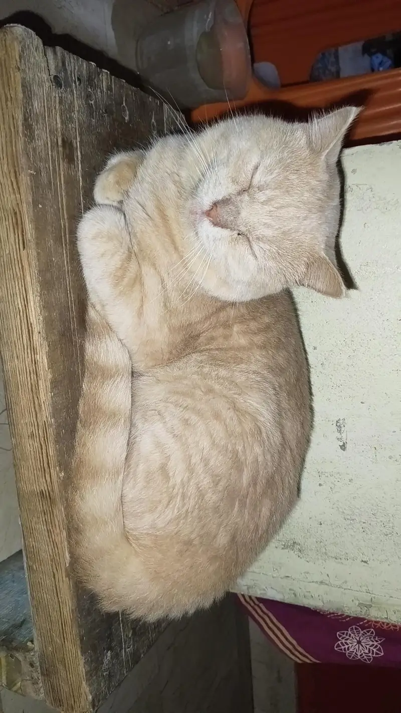 Persian male cat — photo 3