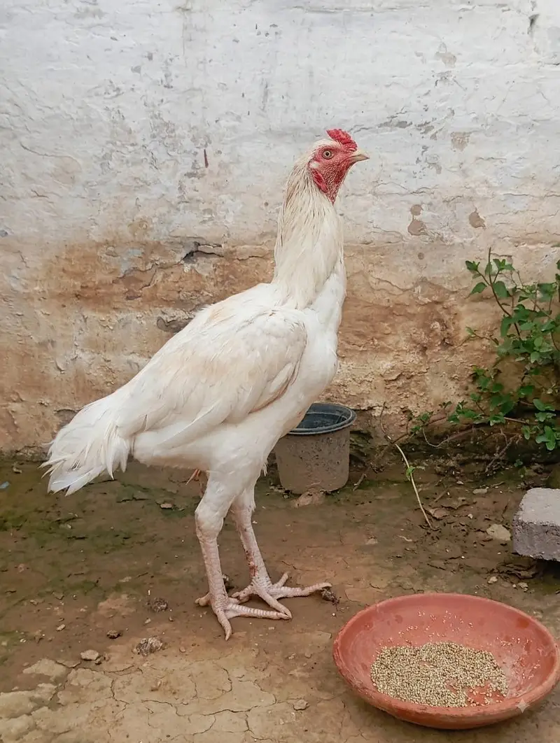 Aseel Heera — photo 3
