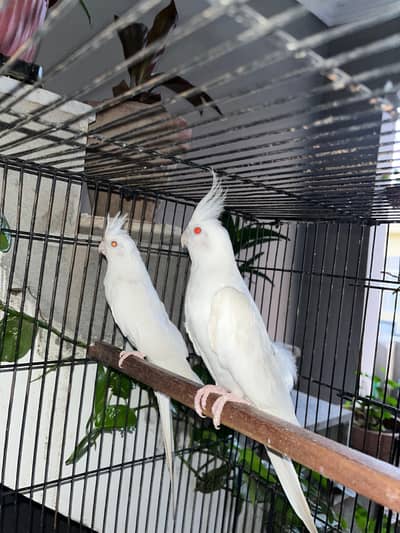 cocktails breeder pair