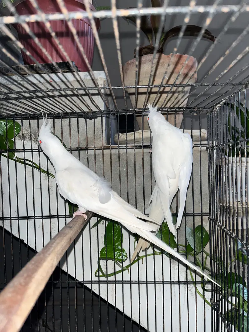 cocktails breeder pair — photo 2