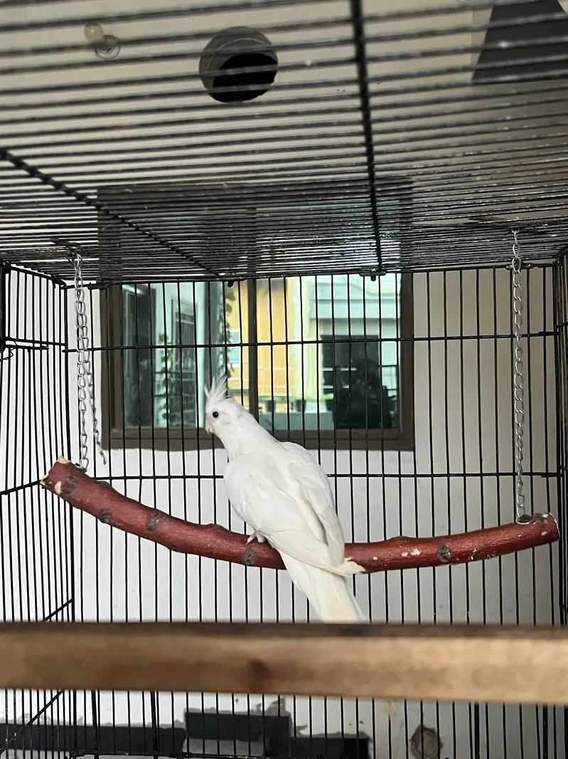 cocktails breeder pair — photo 3