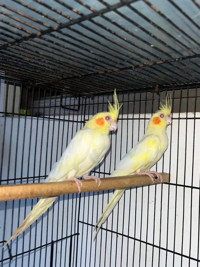 cocktails breeder pair — photo 4