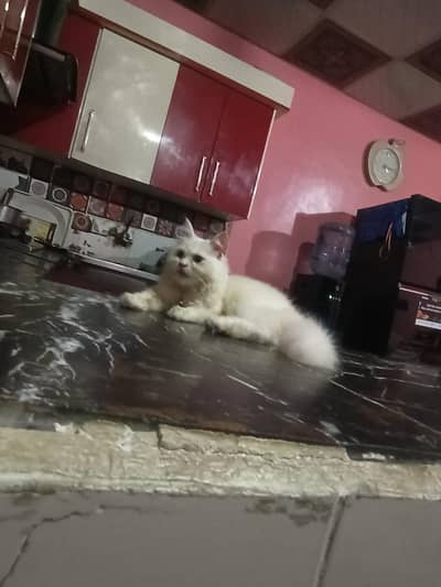 Cute Persian 4 month cat beautiful color  ask for photos in whatsapp