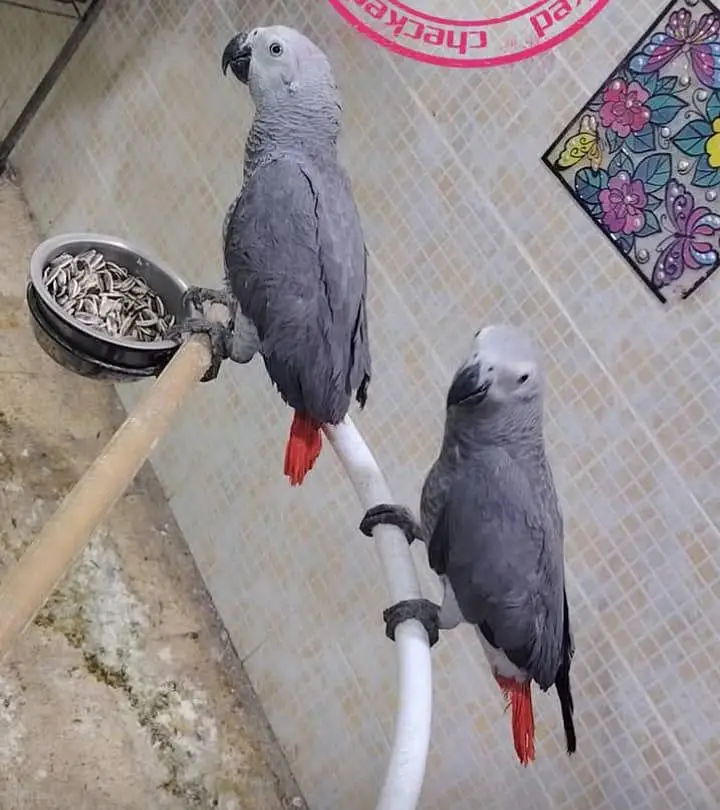 African grey parrots chicks for sale 0314=3637=375 — photo 2
