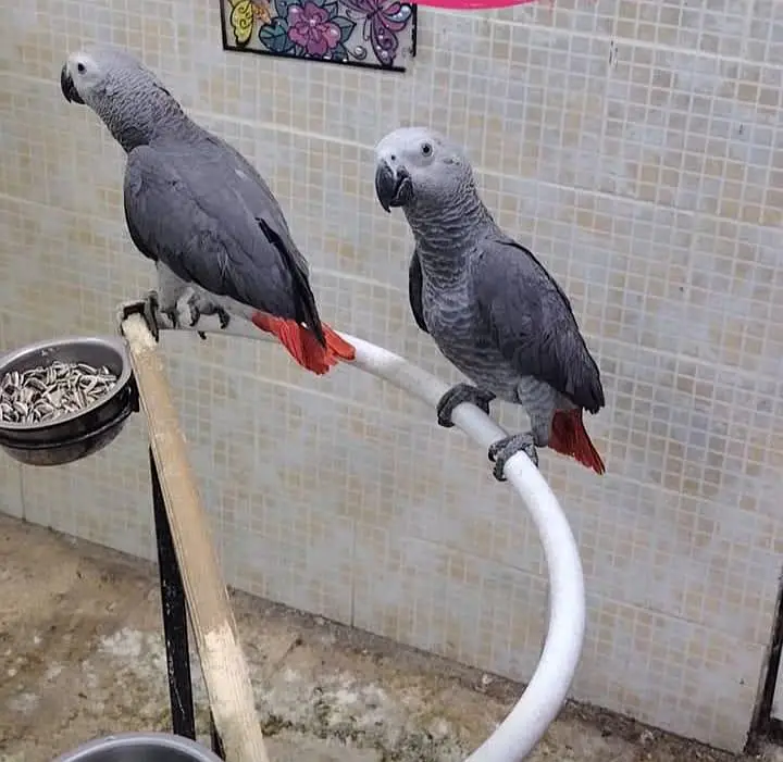 African grey parrots chicks for sale 0314=3637=375 — photo 3