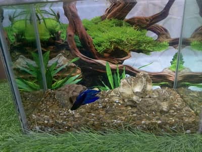 fish aquarium