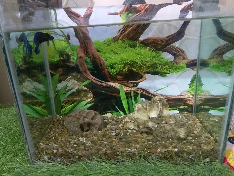 fish aquarium — photo 2