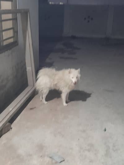 Russian Spitz dog for sale