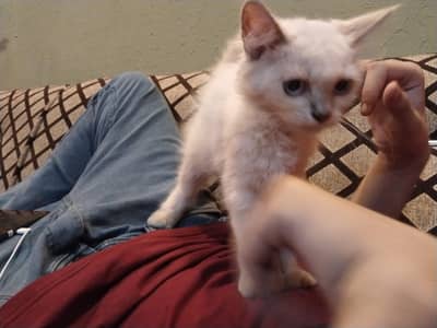White Double coated Persian cat with blue eyes