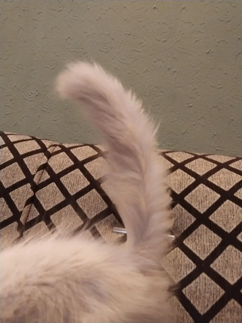 White Double coated Persian cat with blue eyes — photo 2